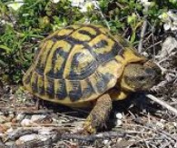 Tortue d'Hermann